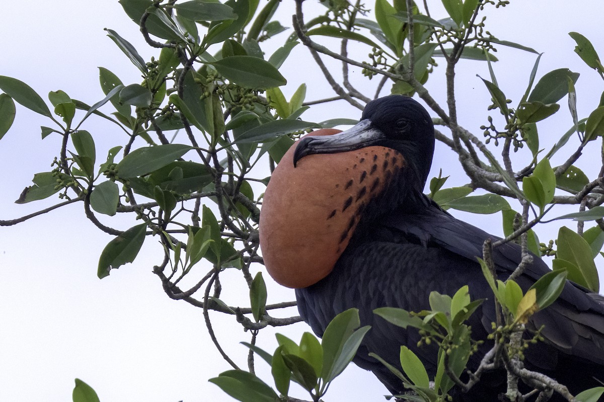 Muhteşem Fregatkuşu - ML646452323