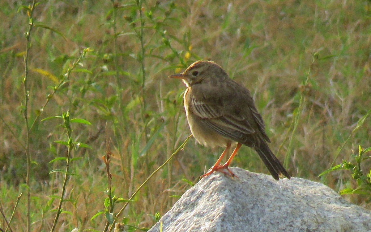 Paddyfield Pipit - ML646452324