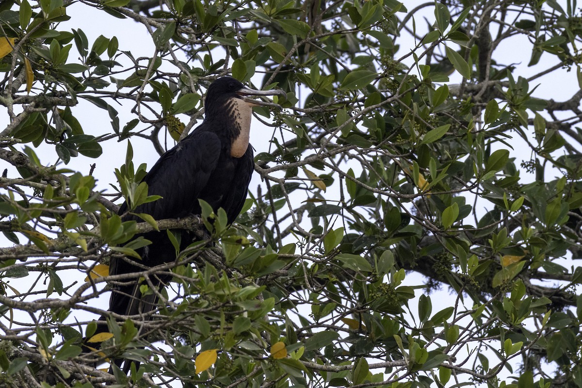 Muhteşem Fregatkuşu - ML646452328