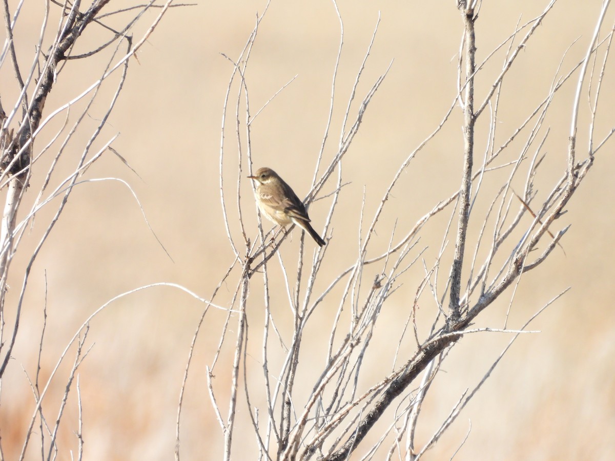 Spioncello del Pacifico - ML646452330