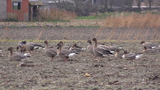 Küçük Tarla Kazı - ML646452331