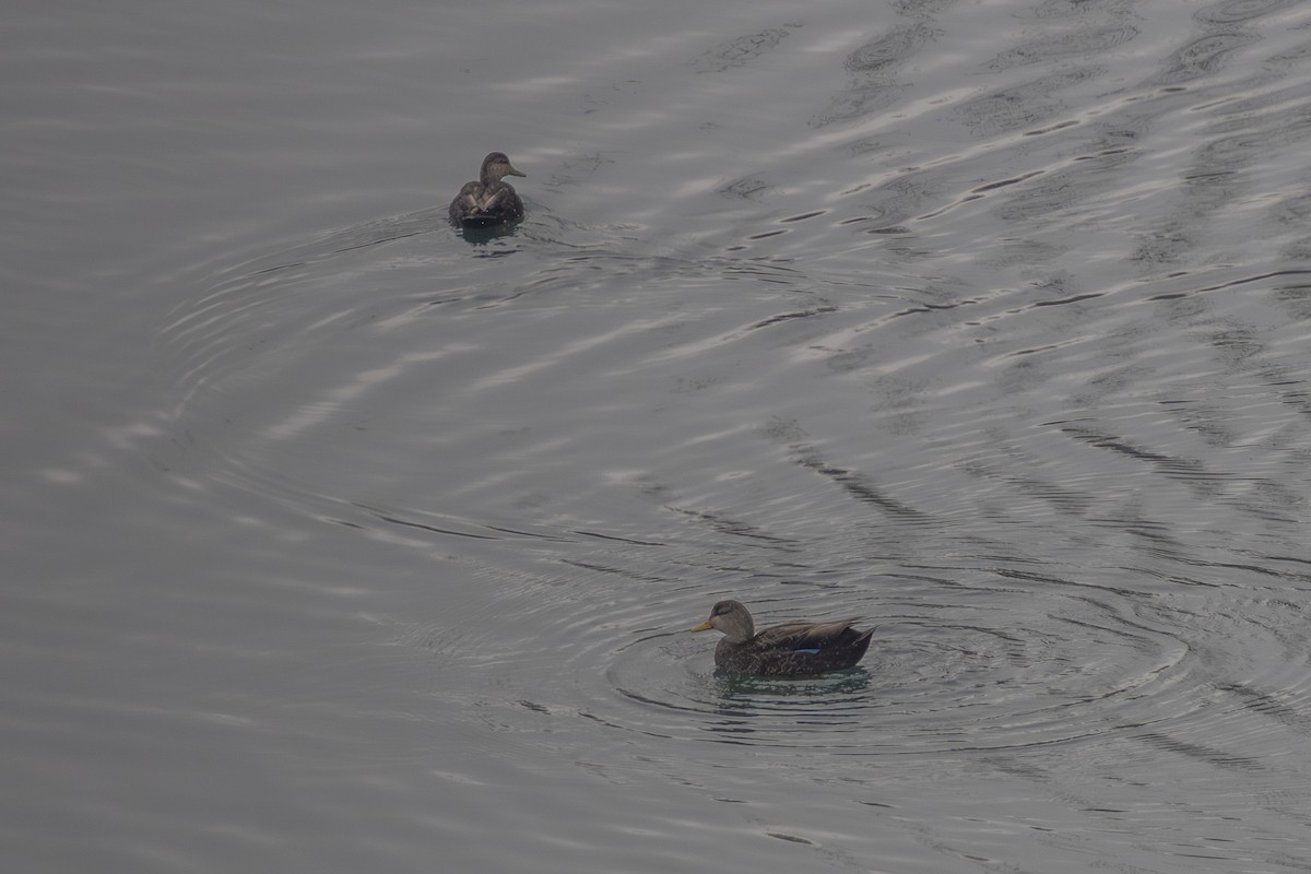 Esmer Ördek - ML646452332