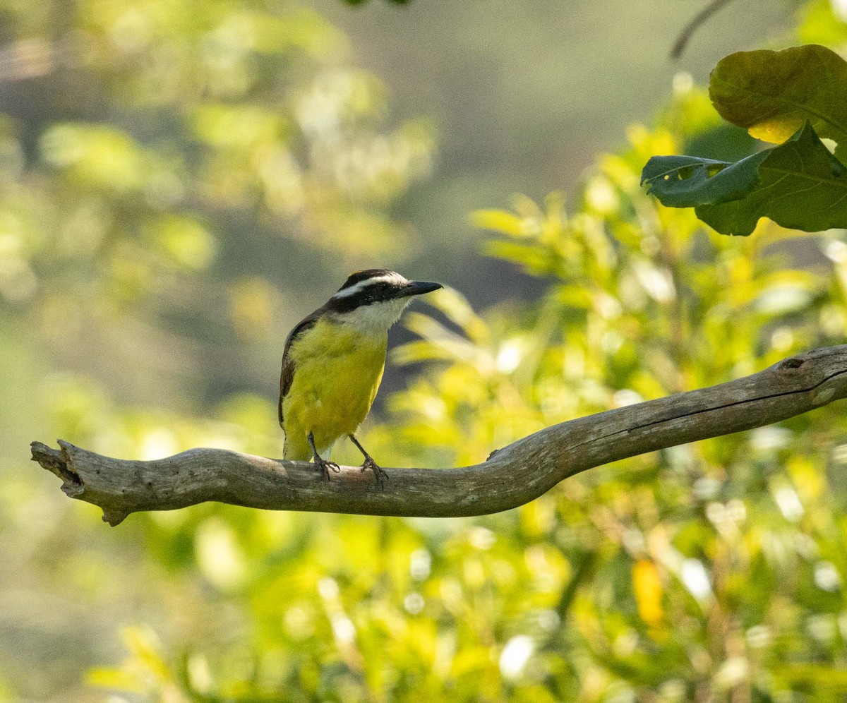 Büyük Kiskadi Tiranı - ML646452333