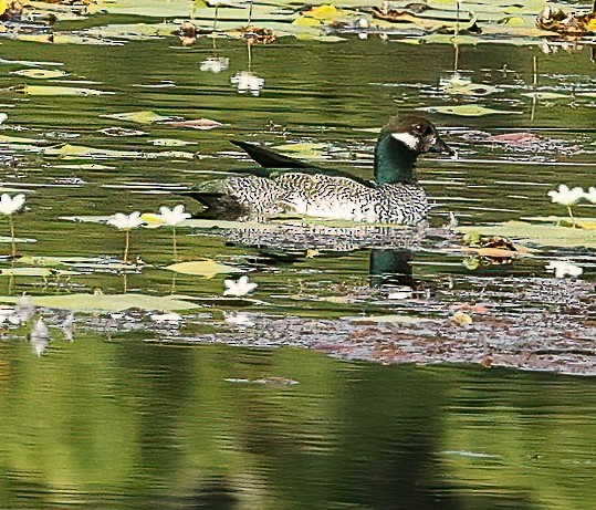 Smaragdzwergente - ML646452335