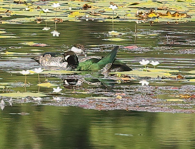 Smaragdzwergente - ML646452336