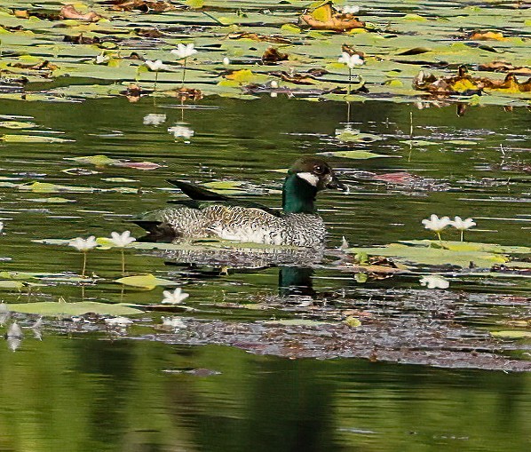 Smaragdzwergente - ML646452337