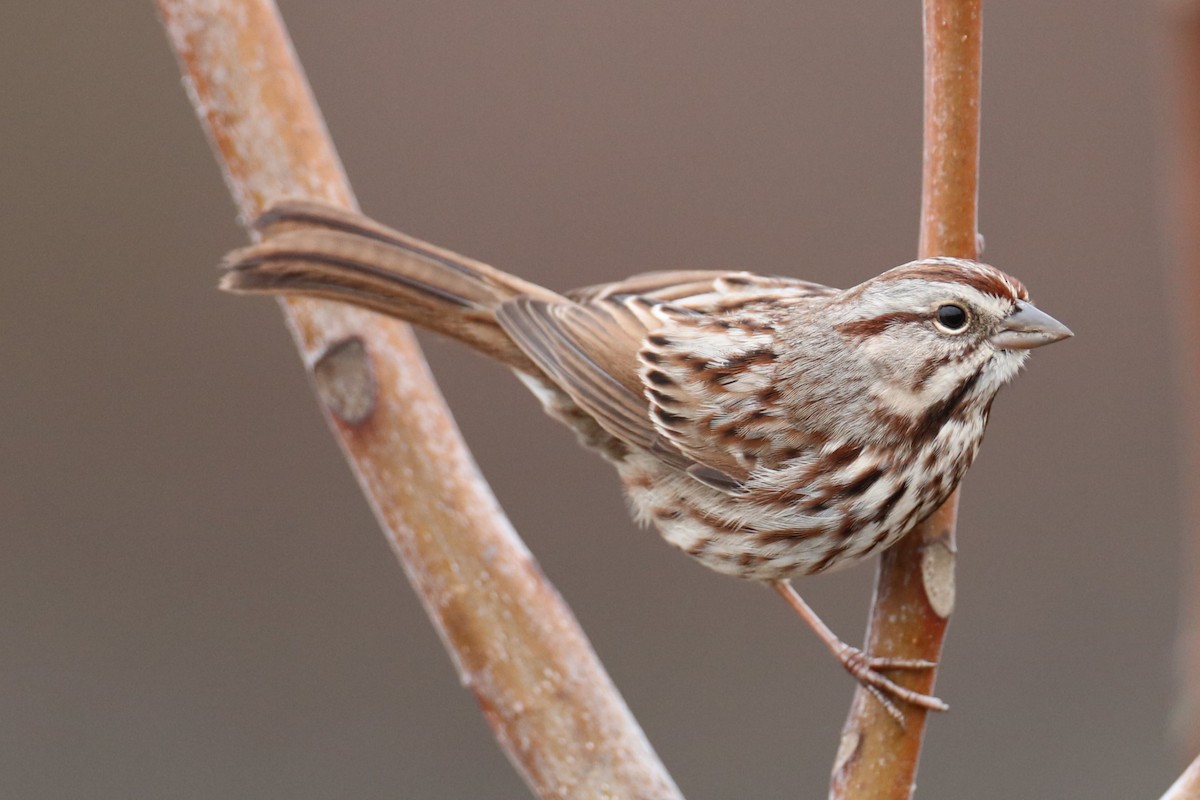 Ötücü Serçe - ML646452338