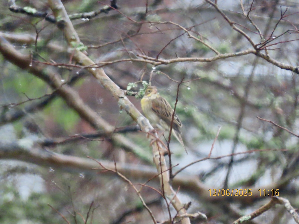 Dickcissel - ML646452339