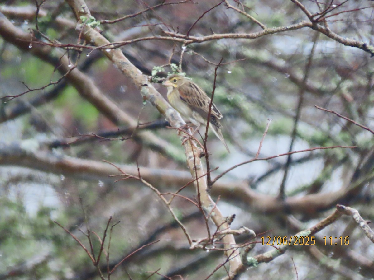 Dickcissel - ML646452340