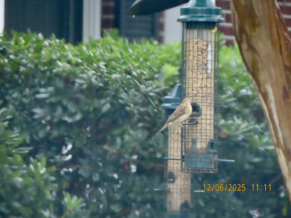 Dickcissel - ML646452341