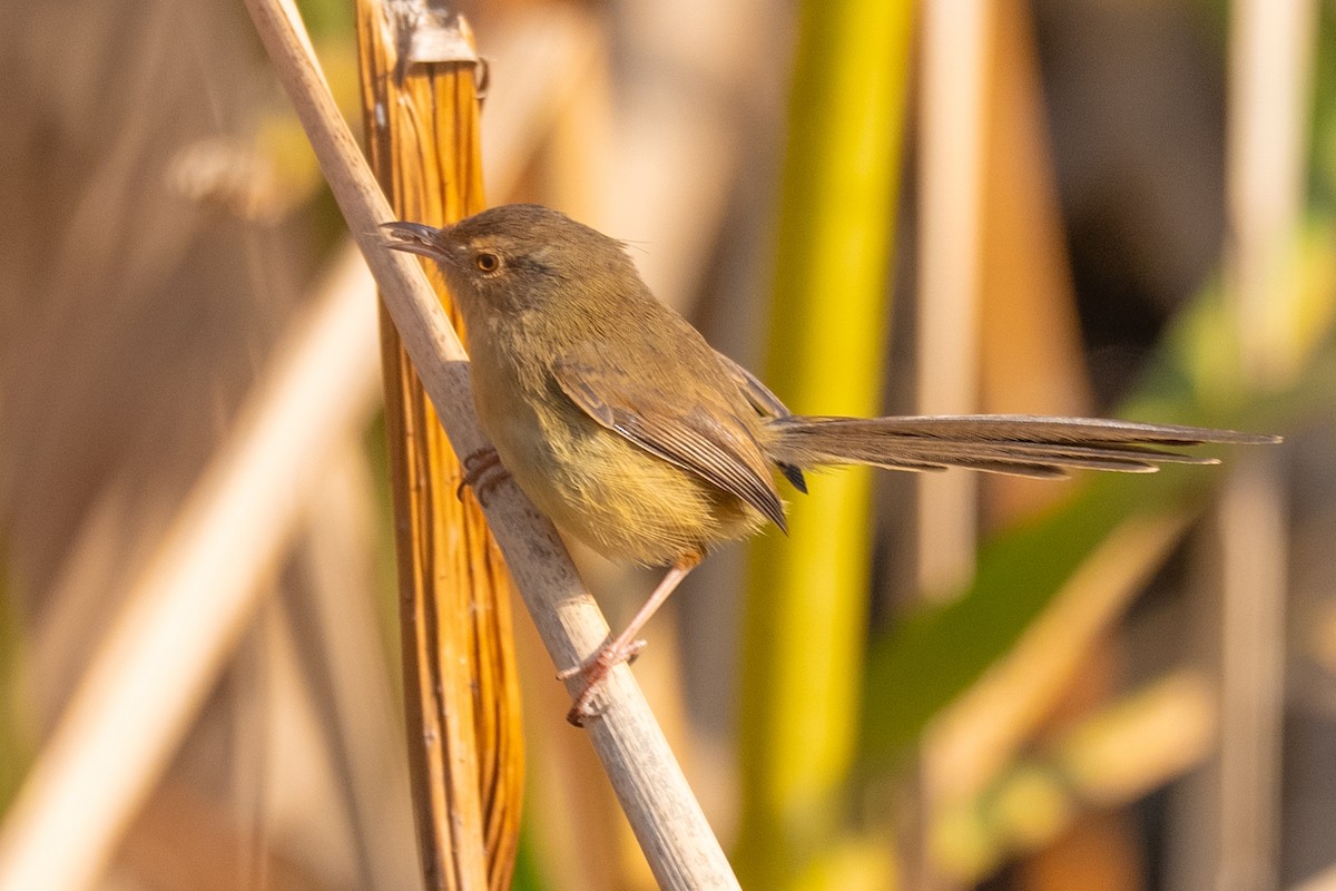 Akça Prinya - ML646452342