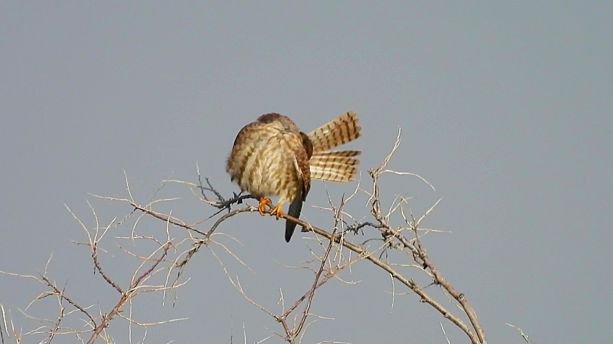 Воробьиная пустельга - ML646452343