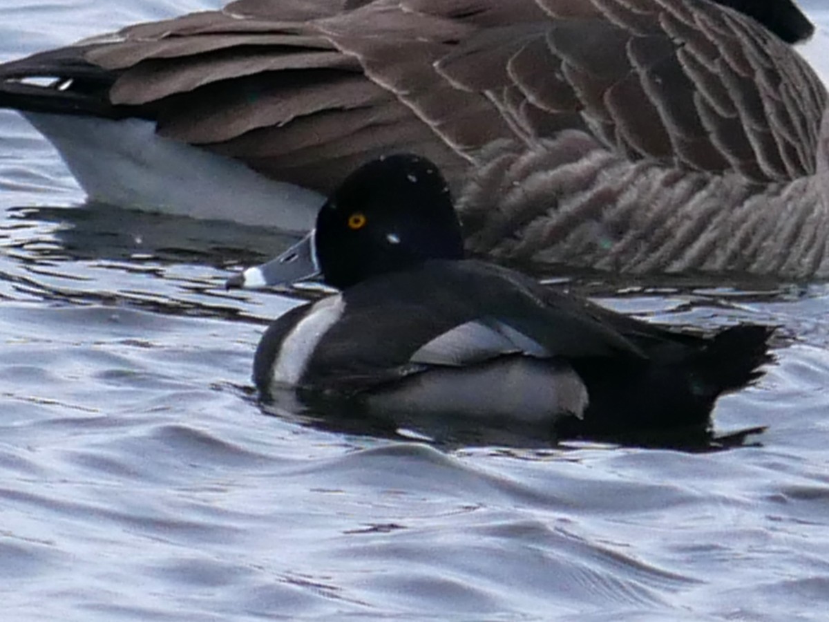 Halkalı Patka - ML646452344