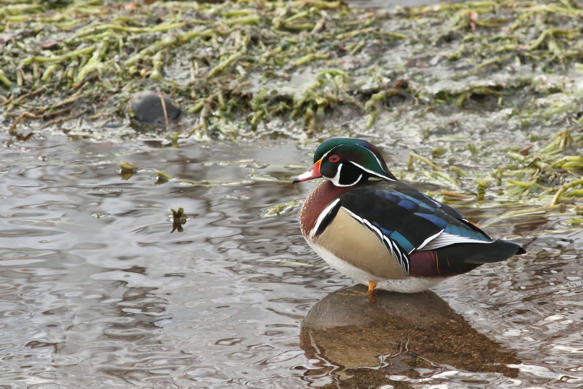 Wood Duck - ML646452345