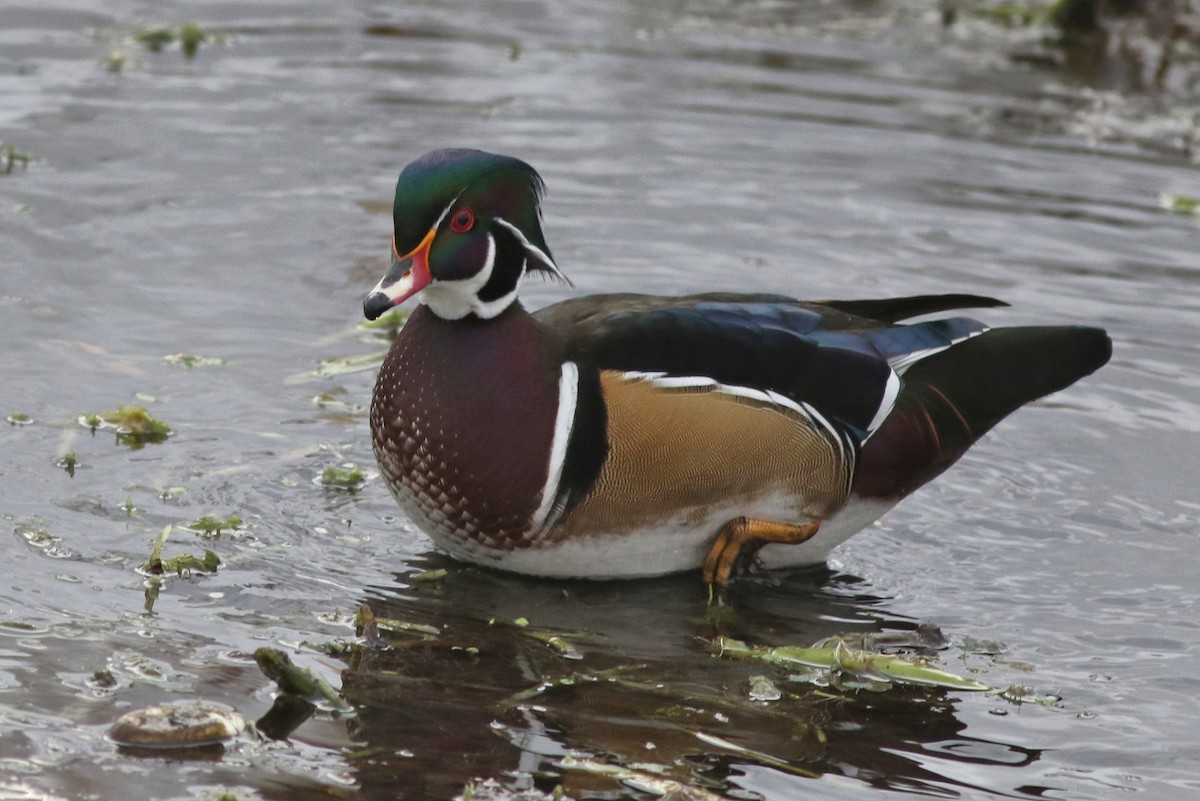 Wood Duck - ML646452346