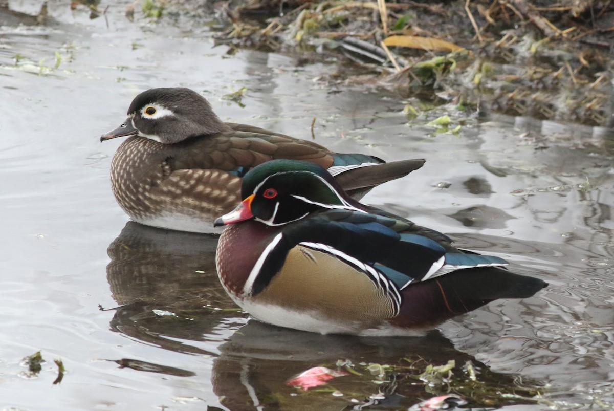 Wood Duck - ML646452348