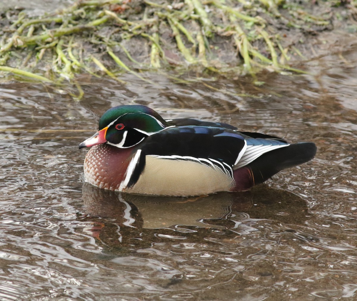 Wood Duck - ML646452350