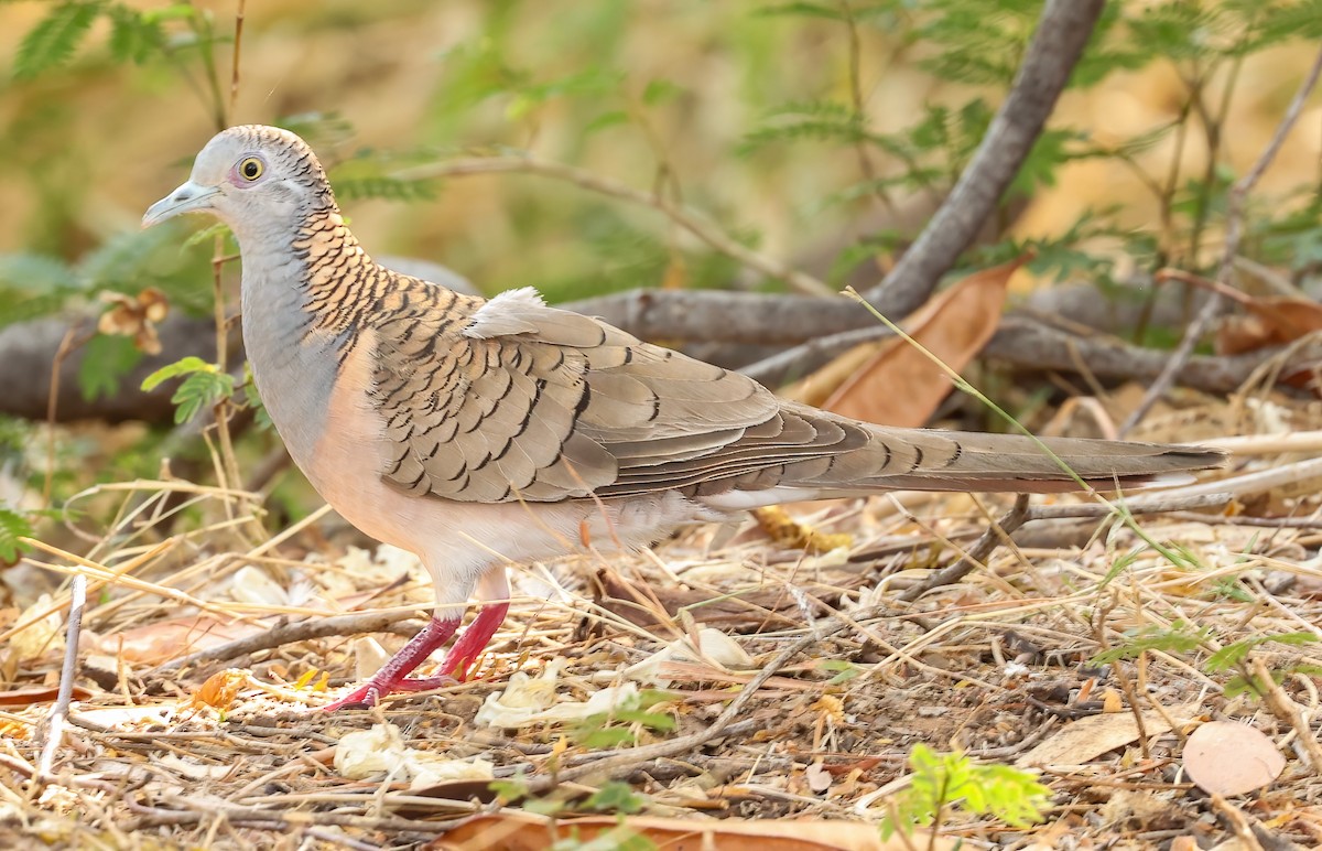 Kupfernackentäubchen - ML646452351