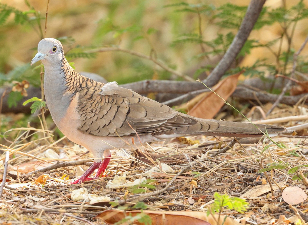 Kupfernackentäubchen - ML646452352