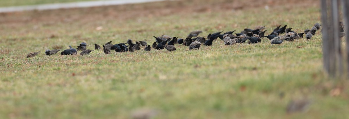 Boz Başlı İnekkuşu - ML646452354