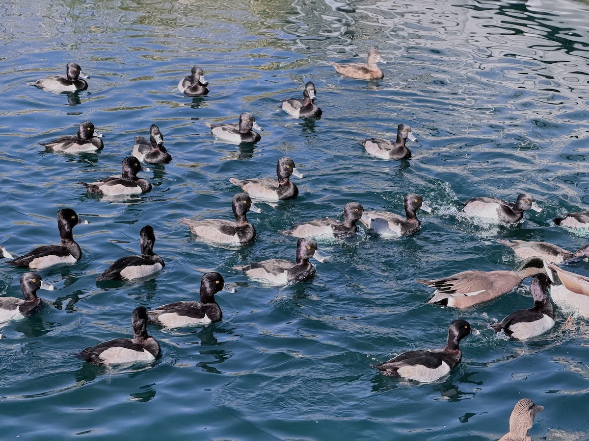 Ring-necked Duck - ML646452355