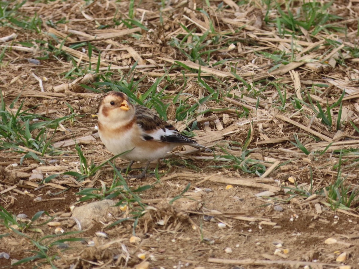 Snow Bunting - ML646452356