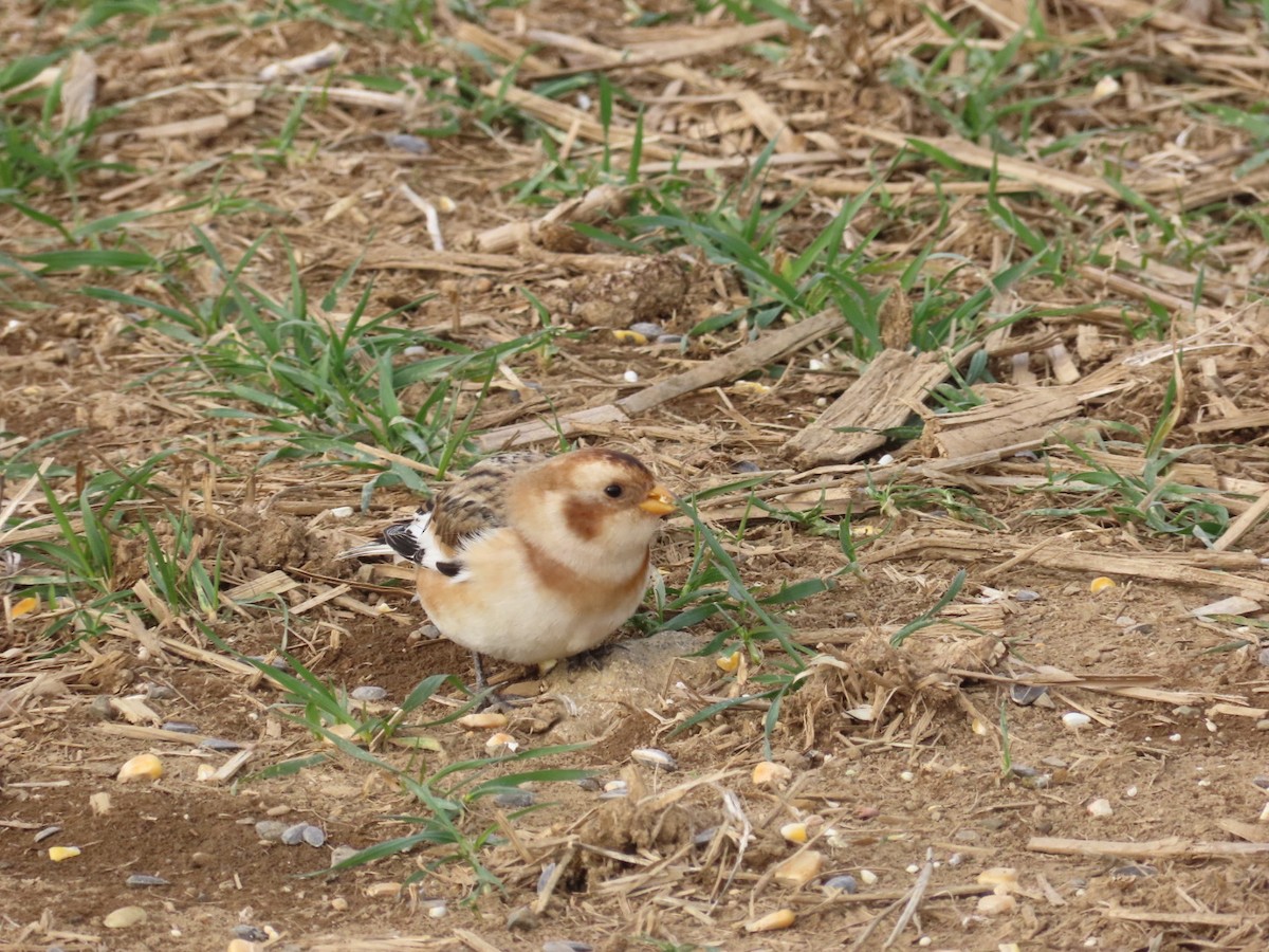 Snow Bunting - ML646452357