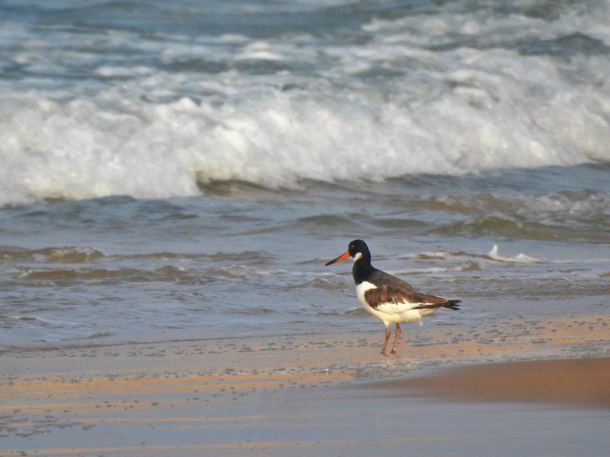Eurasian Oystercatcher - ML646452358
