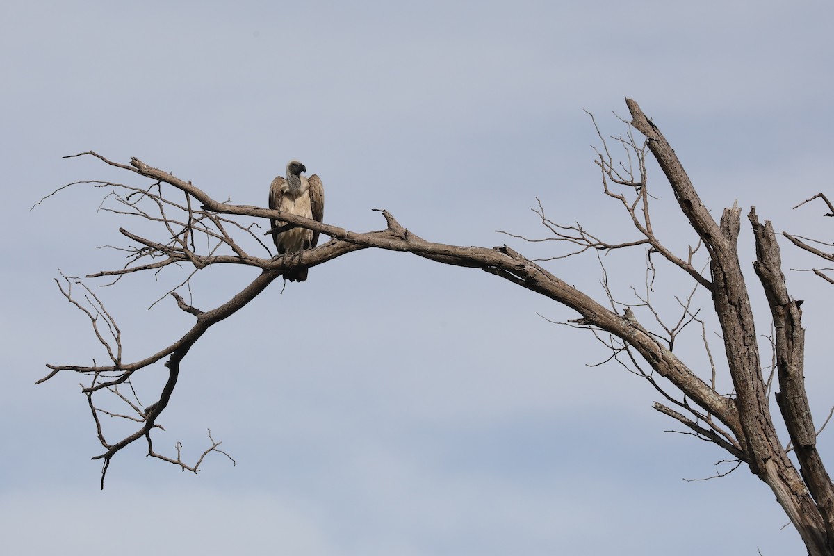 Ak Sırtlı Akbaba - ML646452359