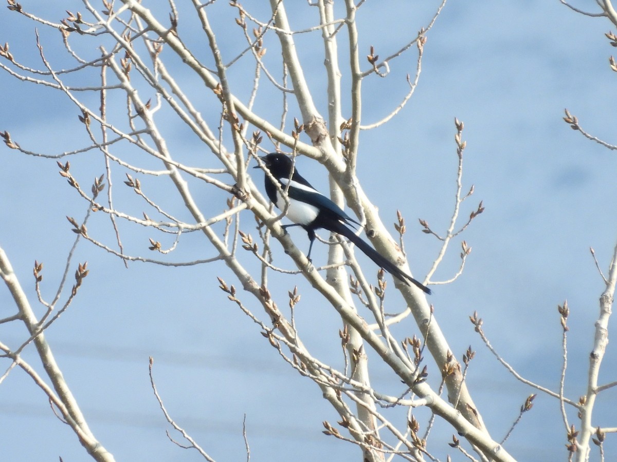 Black-billed Magpie - ML646452360