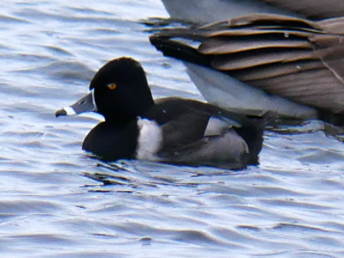 Halkalı Patka - ML646452361