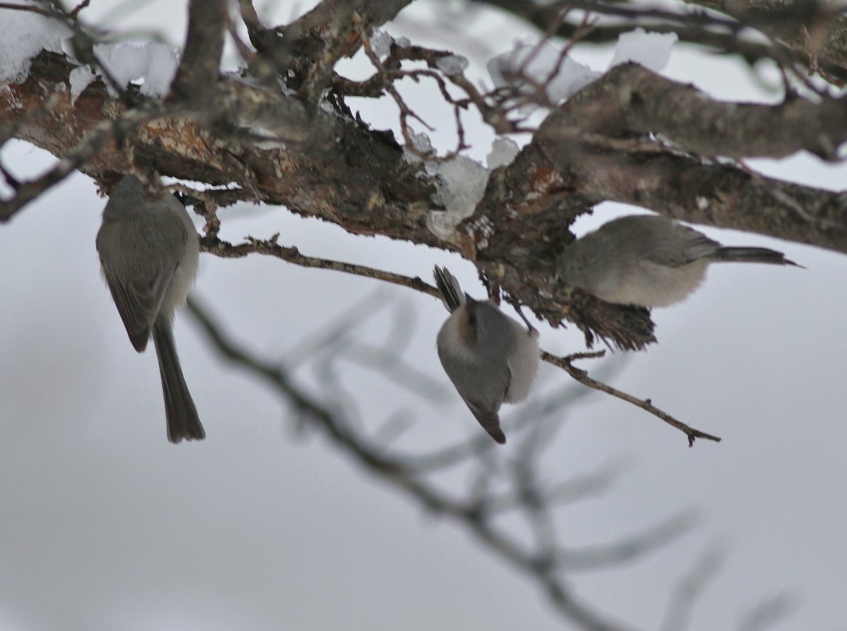 Bushtit - ML646452364