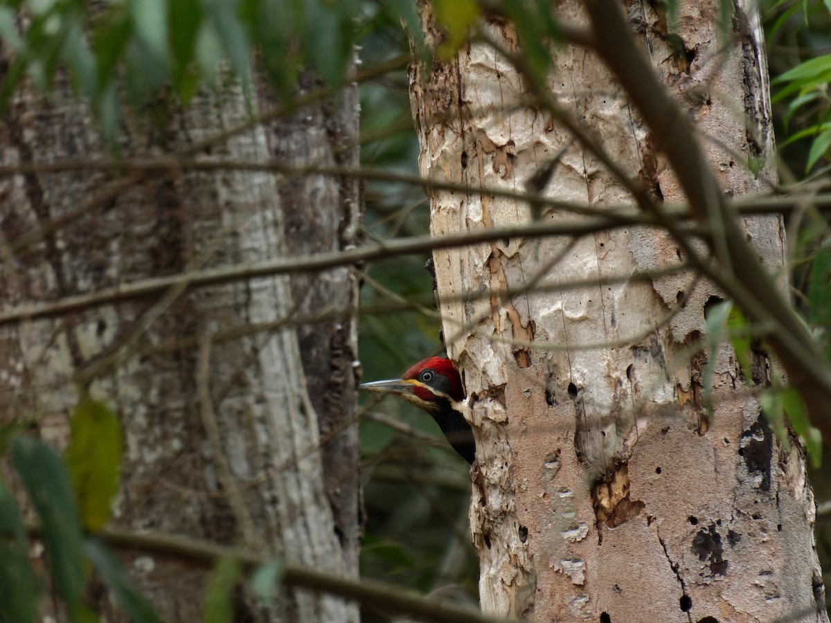 Yazılı Kara Ağaçkakan - ML646452365