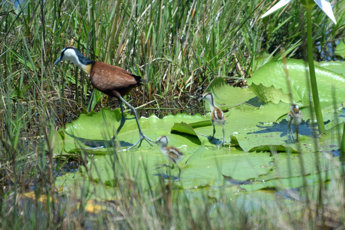 African Jacana - ML646452366