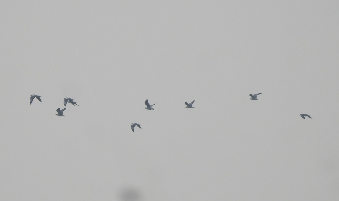 Brown-headed Gull - ML646452367