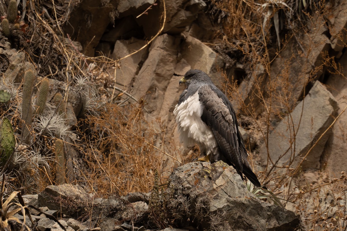 Канюк чорногрудий - ML646452368