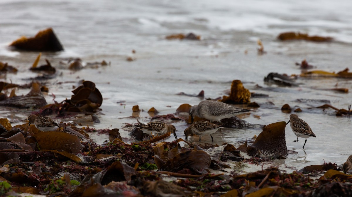 Büyük Kumkuşu - ML646452369