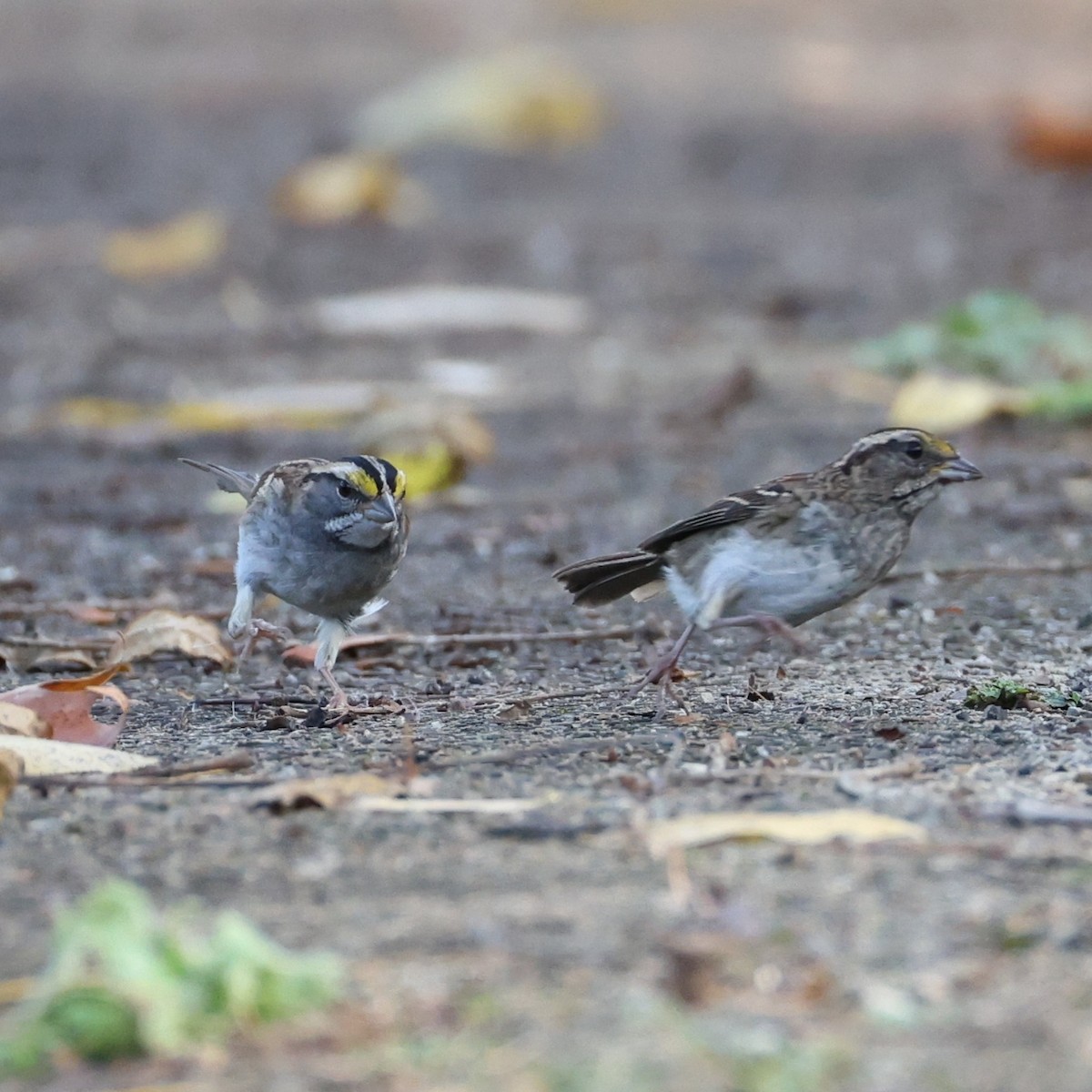 White-throated Sparrow - ML646452372