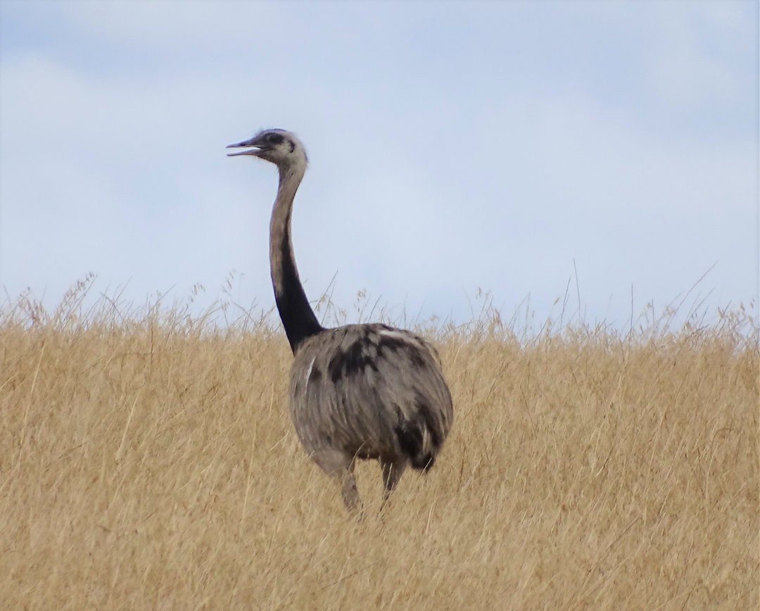 Ñandu nagusia - ML646452376