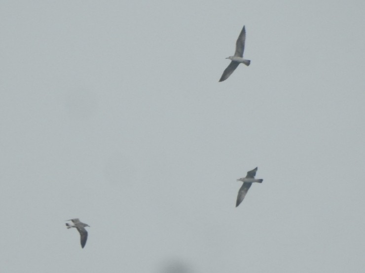 gull sp. - ML646452377