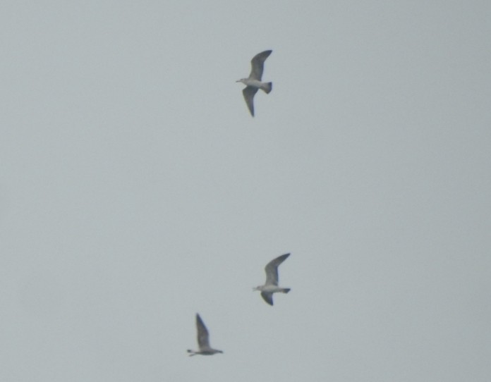 gull sp. - ML646452378