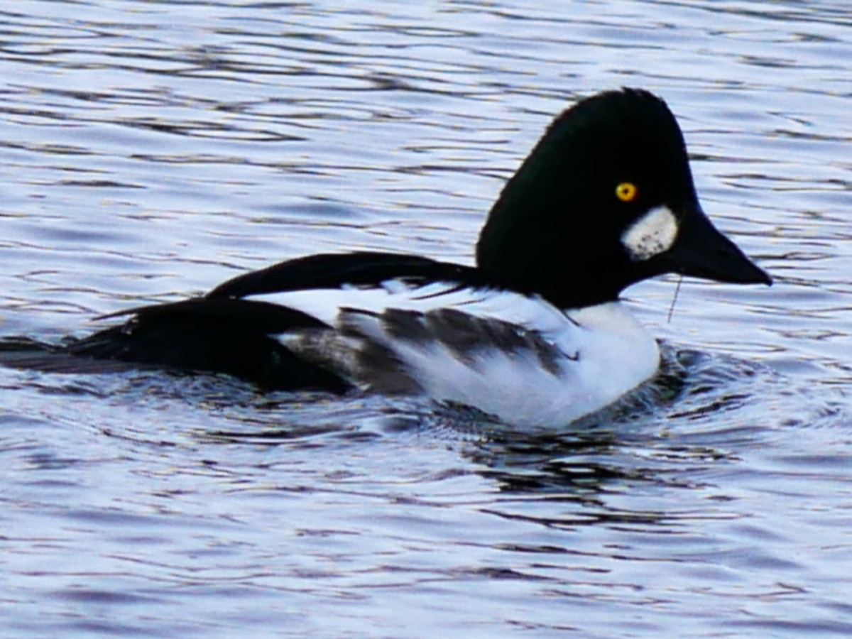 Common Goldeneye - ML646452379