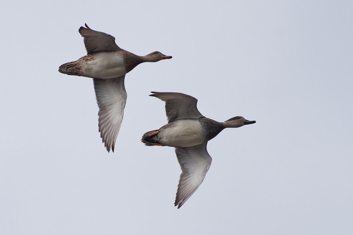 kopřivka obecná - ML646452380