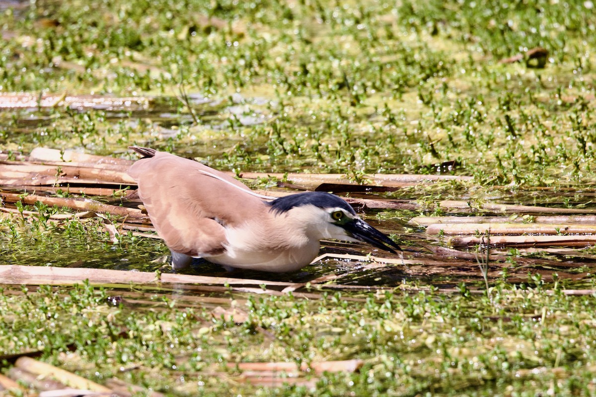Nankeen Night Heron - ML646452381