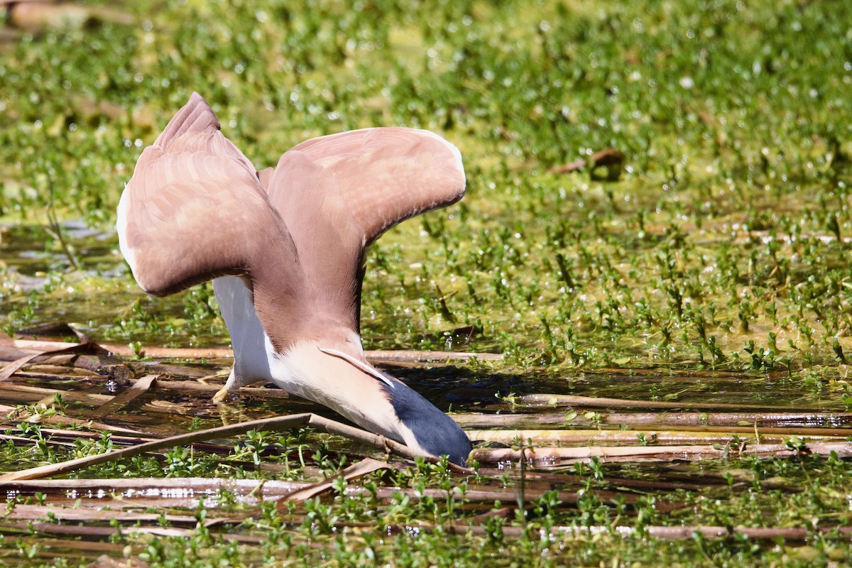 Nankeen Night Heron - ML646452386