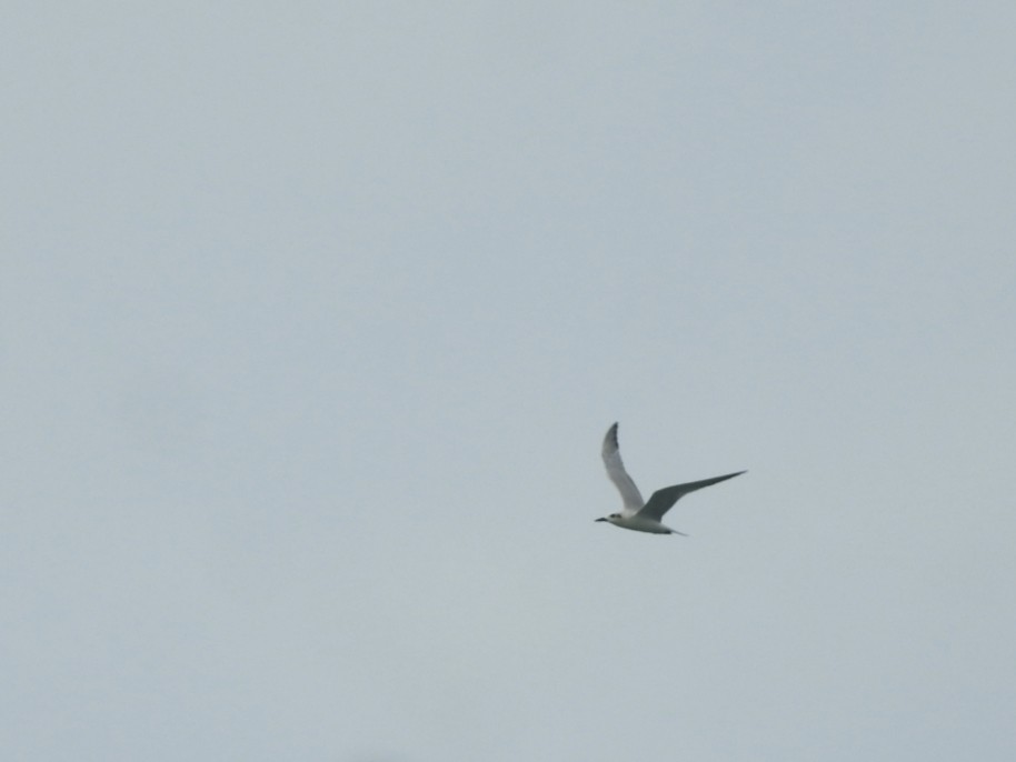 Gull-billed Tern - ML646452387