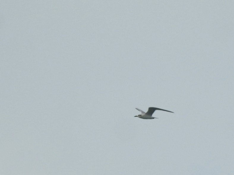 Gull-billed Tern - ML646452388