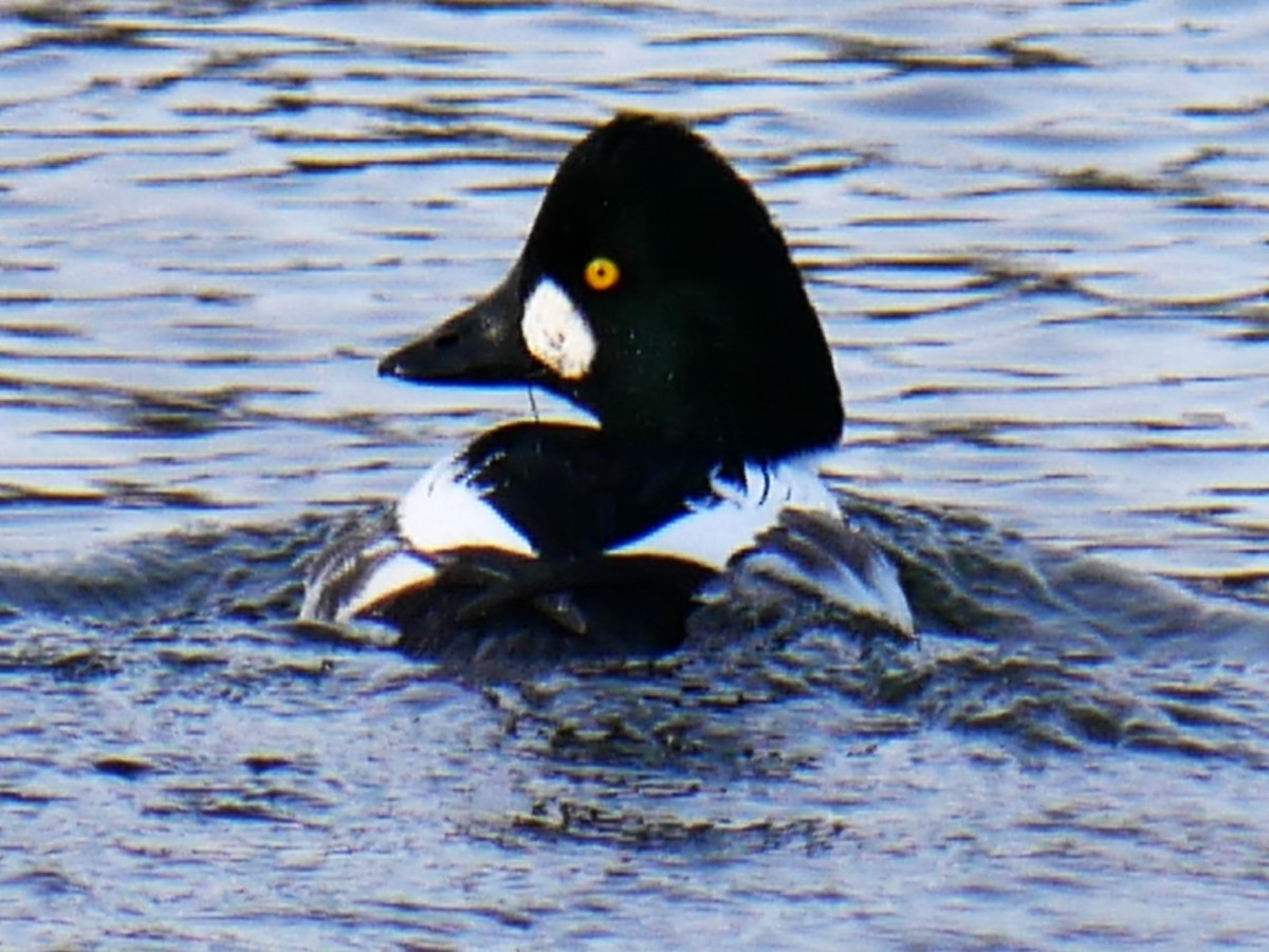 Common Goldeneye - ML646452390