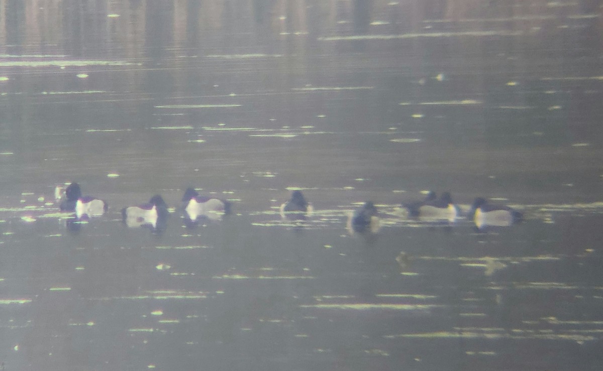 小斑背潛鴨 - ML646452392