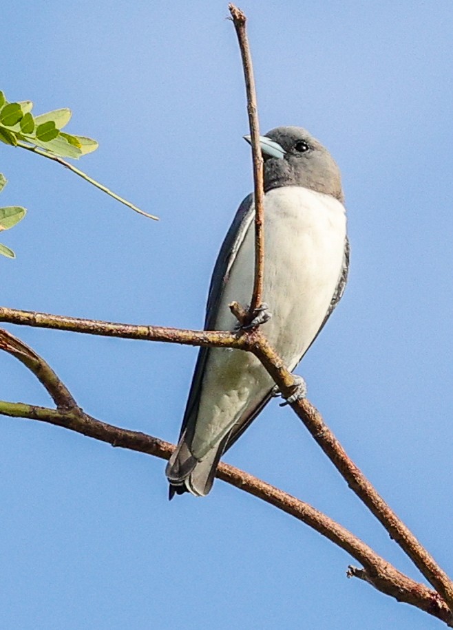 Weißbauch-Schwalbenstar - ML646452393